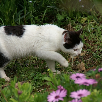 PICT2932 small cat.jpg - 109380 Bytes
